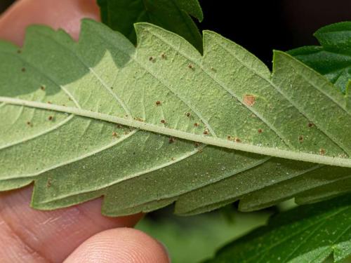 Araignées rouges, thrips, oïdium et le reste de l’équipe qui peut ruiner ta récolte avant même que tu dises “floraison”