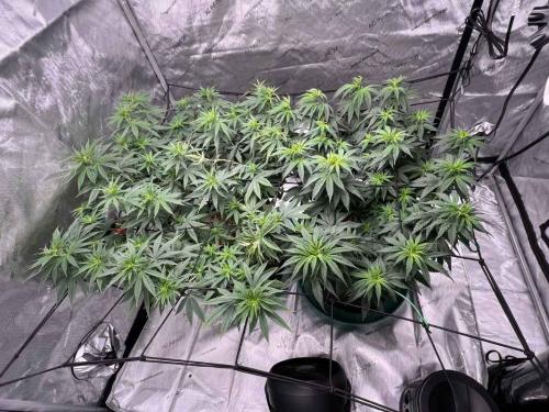 Culture indoor durable et économe – comment réduire les coûts et ton empreinte carbone