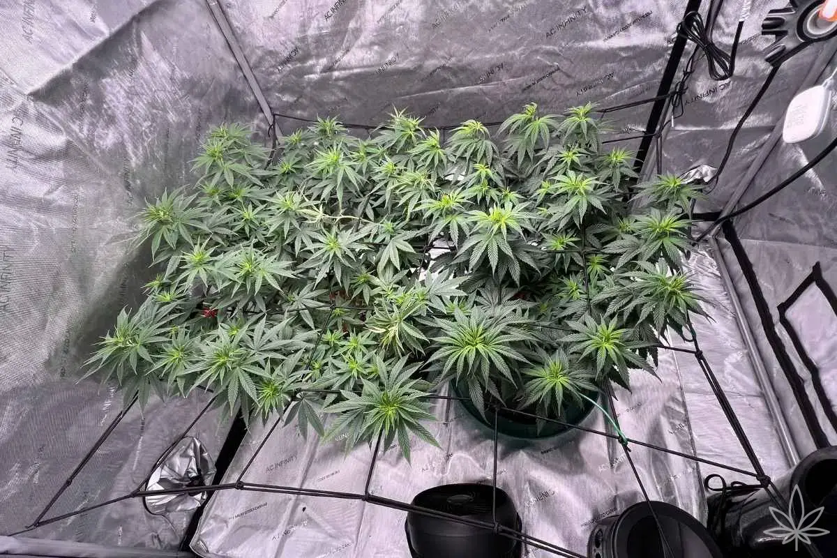 Coltivazione indoor sostenibile ed efficiente – come ridurre i costi e l’impronta di carbonio