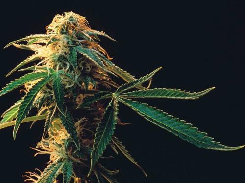 Bruce Banner Auto – le monstre vert en version accélérée