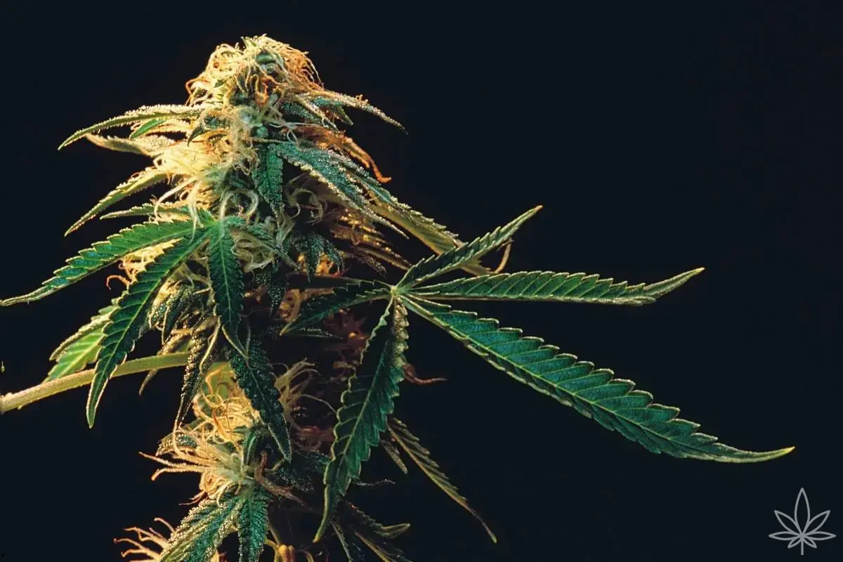 Bruce Banner Auto – le monstre vert en version accélérée