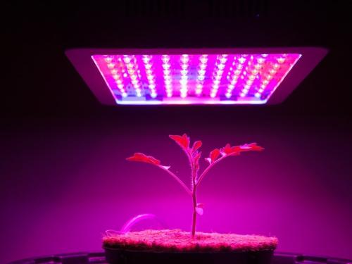 Test de marques LED : Mars Hydro, Spider Farmer, Viparspectra