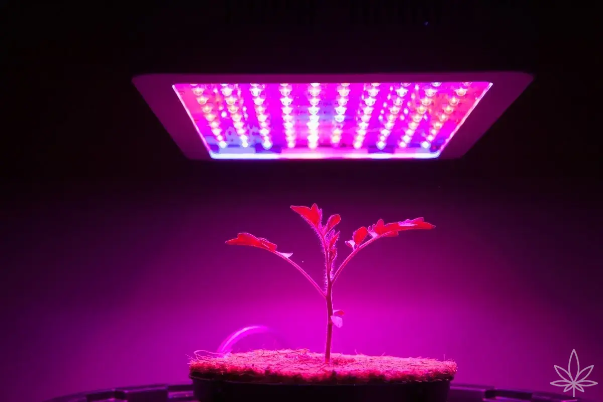 Test de marcas LED: Mars Hydro, Spider Farmer, Viparspectra