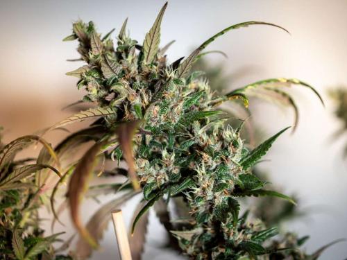 Pourquoi tes têtes sont légères et aérées (et non, ce n’est pas la génétique)