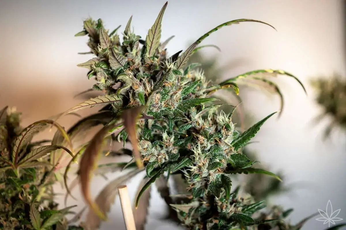 Pourquoi tes têtes sont légères et aérées (et non, ce n’est pas la génétique)