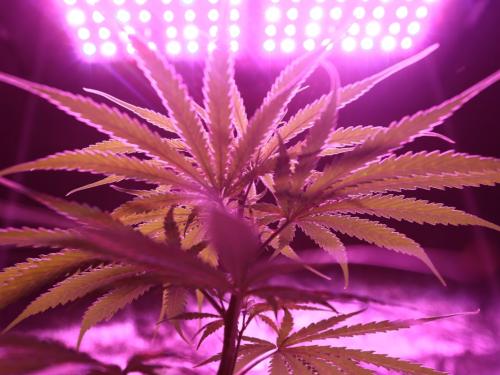 Trop près, trop loin ? La distance dorée pour les LED — et comment ne pas confondre light burn et carences