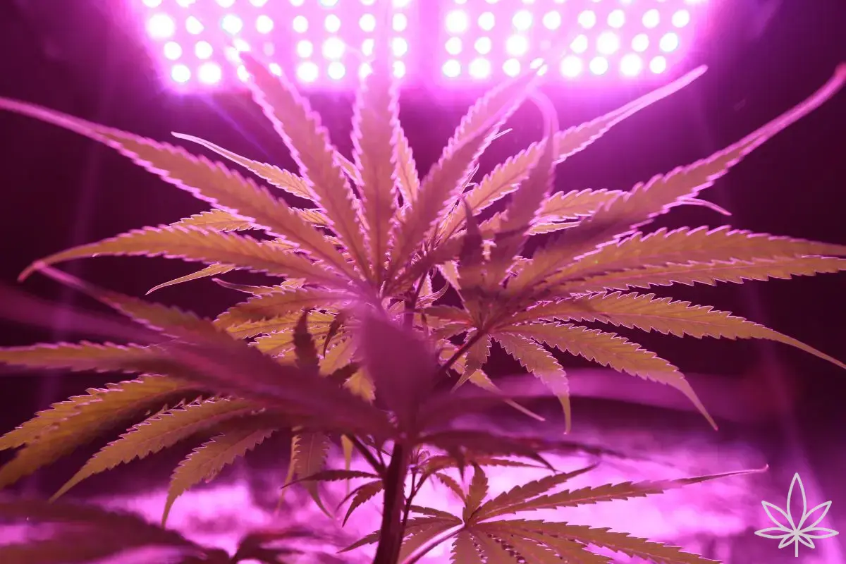 Trop près, trop loin ? La distance dorée pour les LED — et comment ne pas confondre light burn et carences