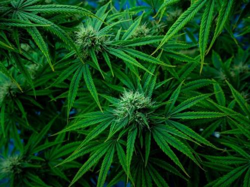 SoG vs. ScrOG в 60×60 и 120×120 — более быстрые урожаи или более жирные колы?