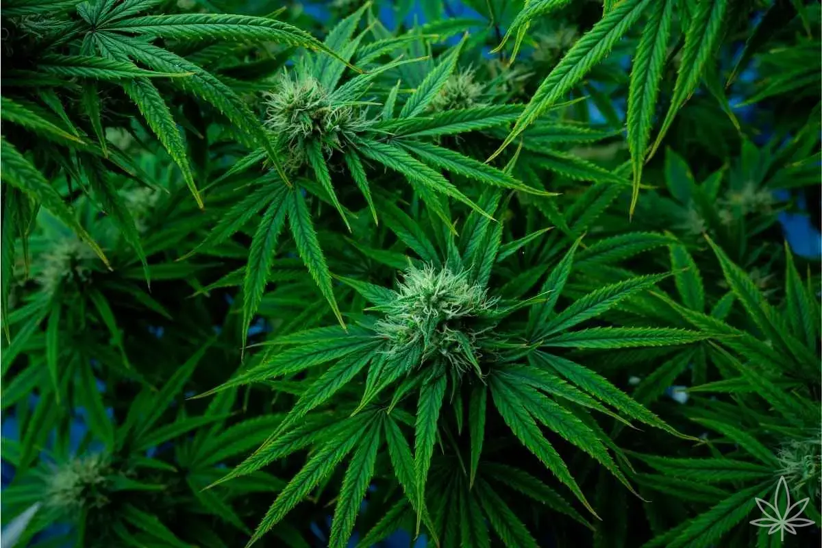 SoG vs. ScrOG en 60×60 et 120×120 — récoltes plus rapides ou colas plus gros ?