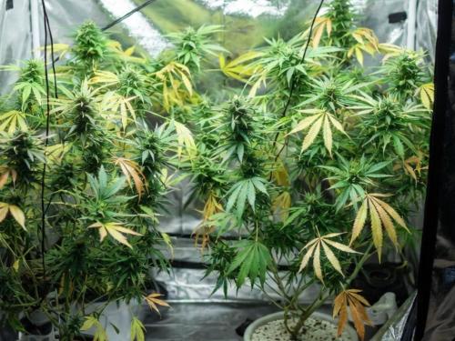 Sauver ses plants de cannabis après un stress thermique et lumineux – Le guide complet du cultivateur