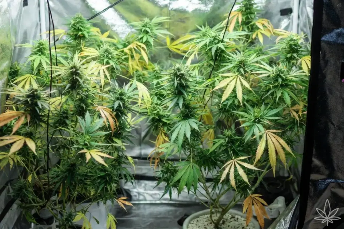 Ratowanie konopi po stresie cieplnym i świetlnym – kompletny przewodnik growera