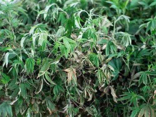 La plante ne boit pas, alors que l’eau est bien là Transpiration, zone racinaire et la plus grande illusion des cultivateurs débutants