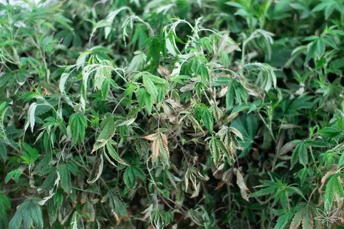 La plante ne boit pas, alors que l’eau est bien là Transpiration, zone racinaire et la plus grande illusion des cultivateurs débutants