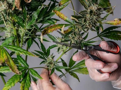 Re-veg & monstercropping — clones de la floraison et seconde vie des plantes mères