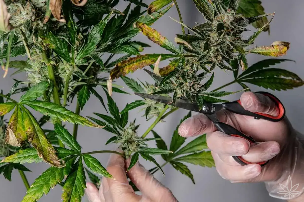Re-veg & monstercropping — esquejes de la floración y segunda vida de las plantas madre