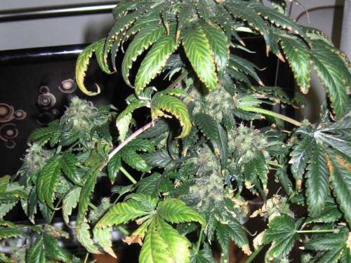 Pourquoi les feuilles de cannabis s’enroulent-elles ? Taco, claw et canoe – apprendre à lire les feuilles et distinguer le stress des carences