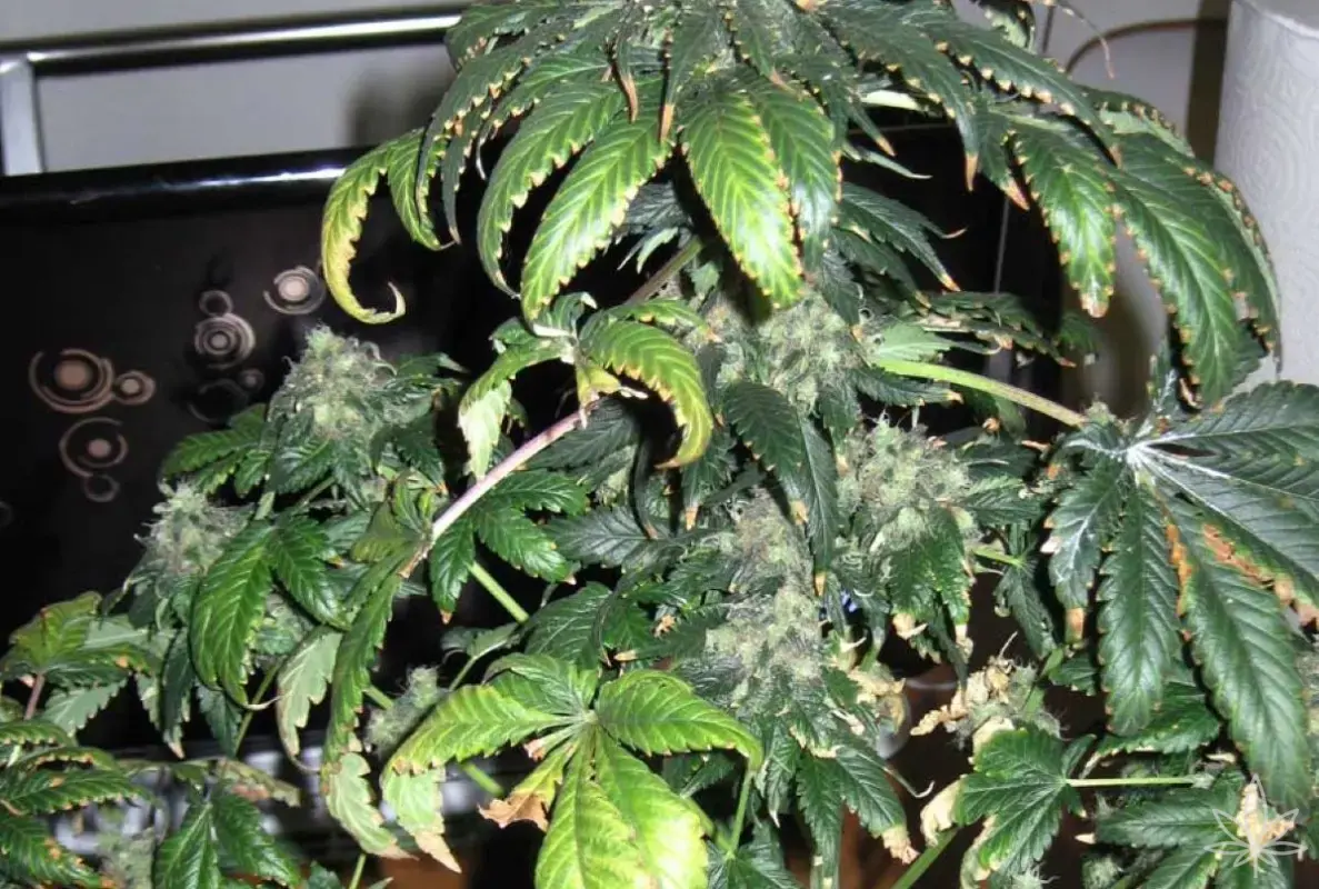 Pourquoi les feuilles de cannabis s’enroulent-elles ? Taco, claw et canoe – apprendre à lire les feuilles et distinguer le stress des carences