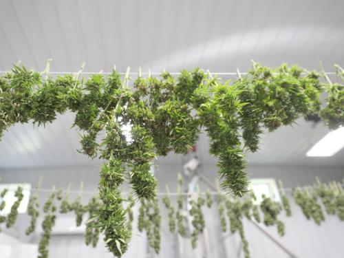 Drying & curing cannabis: how not to kill your terpenes