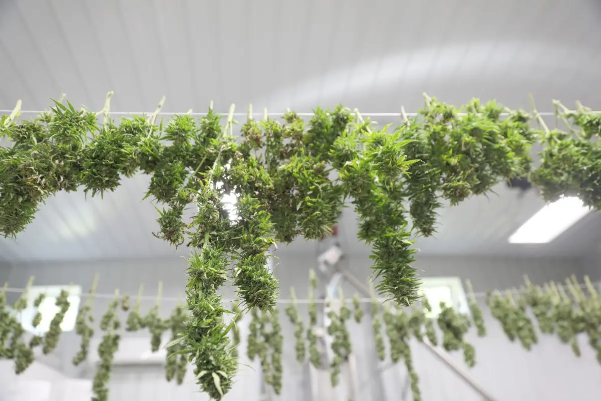 Séchage & curing du cannabis : comment ne pas tuer les terpènes