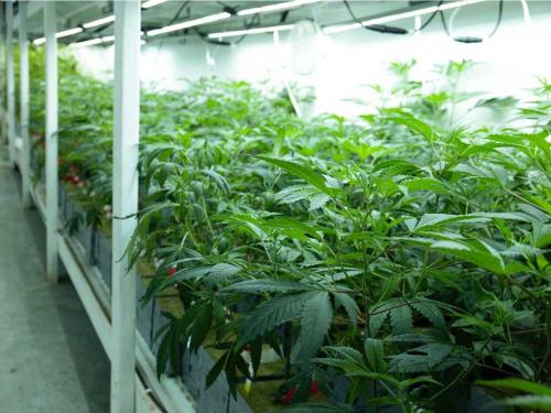 Autonomous Grows: Sensors, Automatic Feeding and AI-Grow Management in Home Cannabis Cultivation