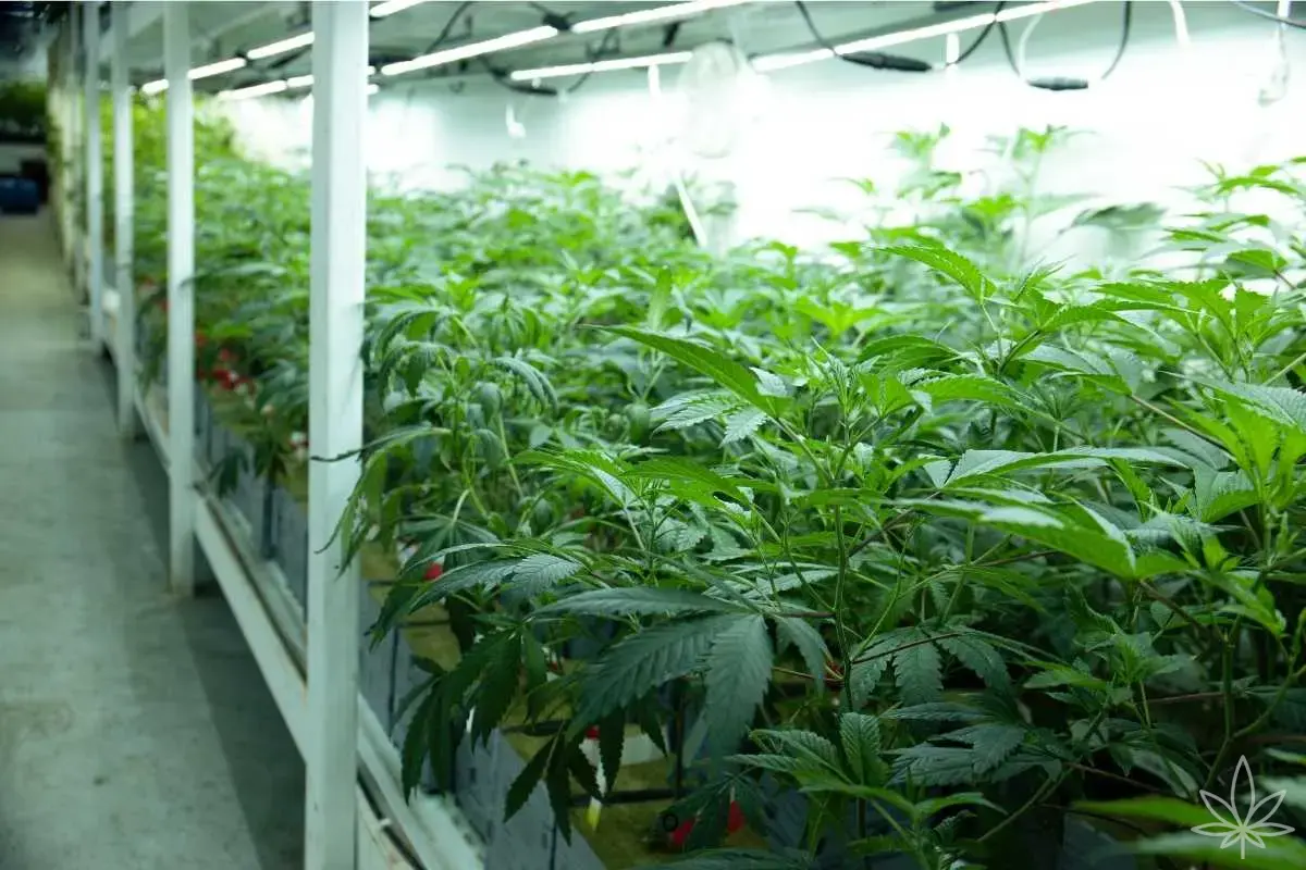 Автономные гроу: датчики, автоматическое питание и управление выращиванием с помощью ИИ в домашних культивациях каннабиса