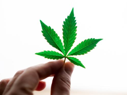 Hojas de cannabis en coco e hidro — guía completa de diagnóstico (pH/EC, tablas y diagramas)