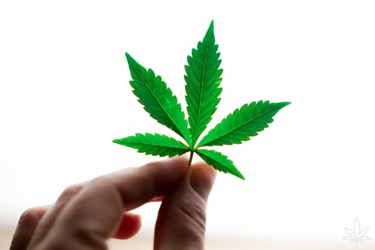 Hojas de cannabis en coco e hidro — guía completa de diagnóstico (pH/EC, tablas y diagramas)