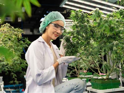 Манифолд на Любой Бюджет — Ровные Соцветия без Скрога