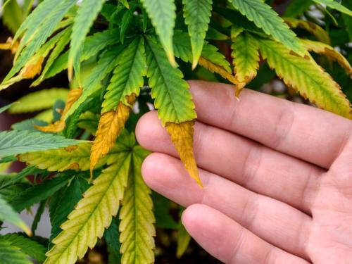 Une carence qui n’existe pas – comment tu crées toi-même des problèmes de nutrition