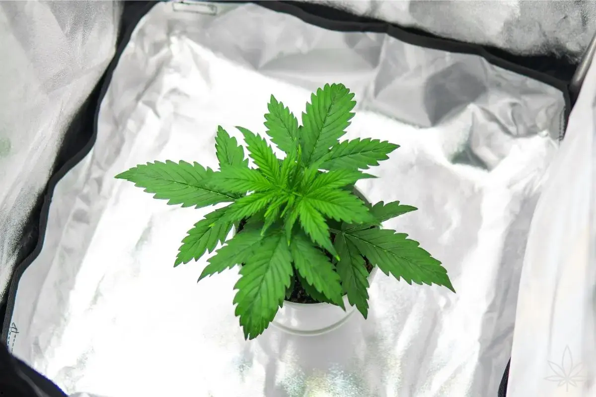 Stealth en el cultivo doméstico: variedades de bajo olor, armarios ingeniosos y lo que realmente aporta una carpa de cultivo
