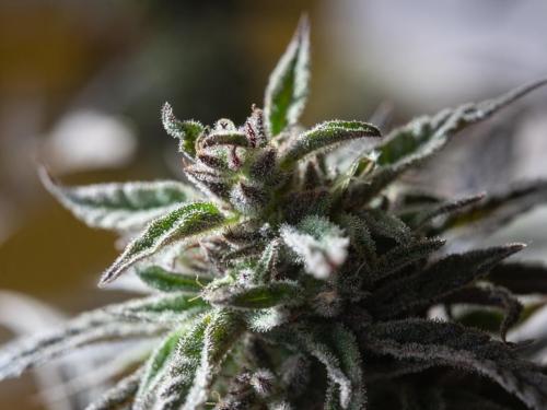 Gorilla Zkittlez Auto – la douceur sauvage venue de la jungle