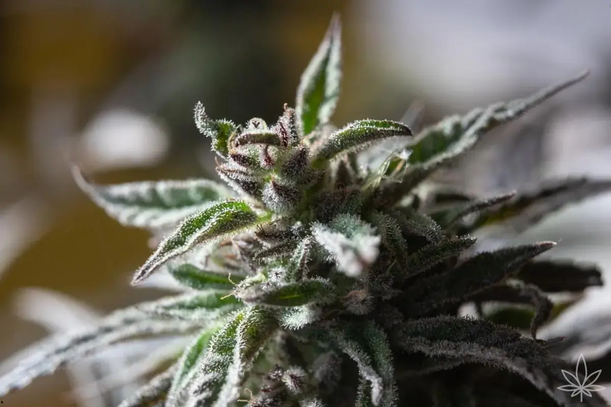 Gorilla Zkittlez Auto – la douceur sauvage venue de la jungle