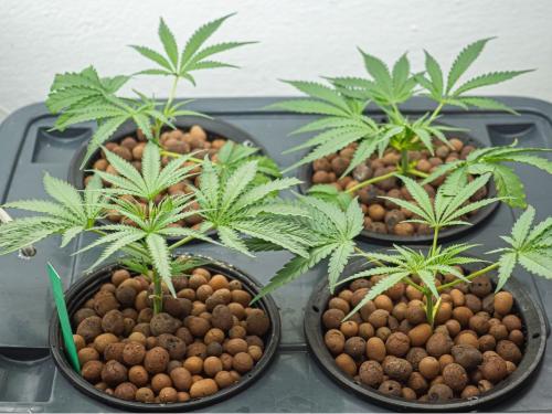 Циркуляция воды в гидропонике – почему она важна и как её оптимизировать