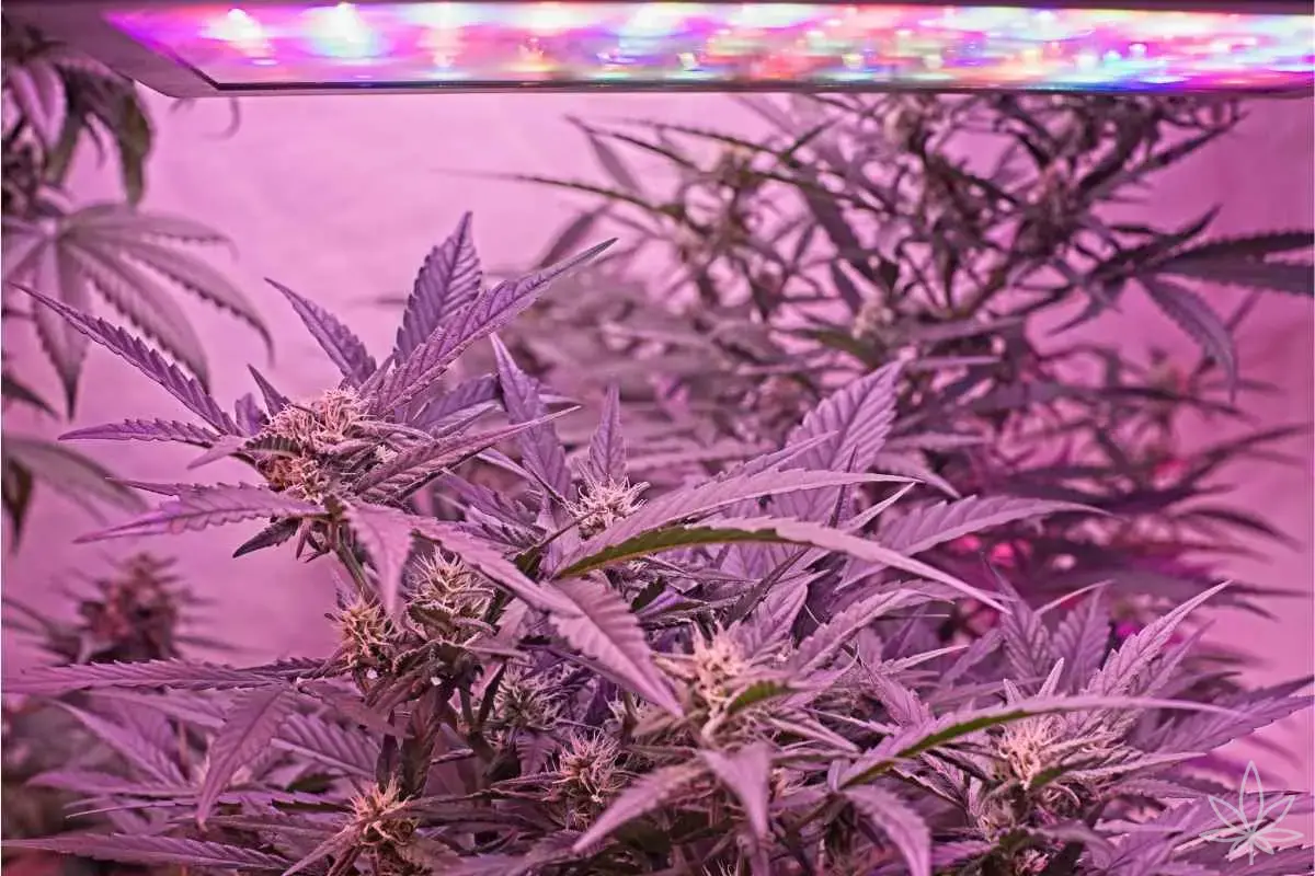 LED 2026 – Faut-il vraiment 1000W par 1 m² ? Nouvelles normes, marketing et chiffres réels