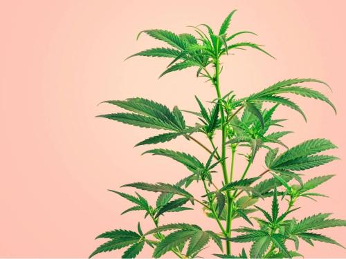 Как подготовить растение-мать к клонированию?