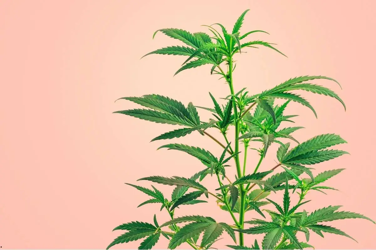 Comment préparer une plante mère pour le clonage ?