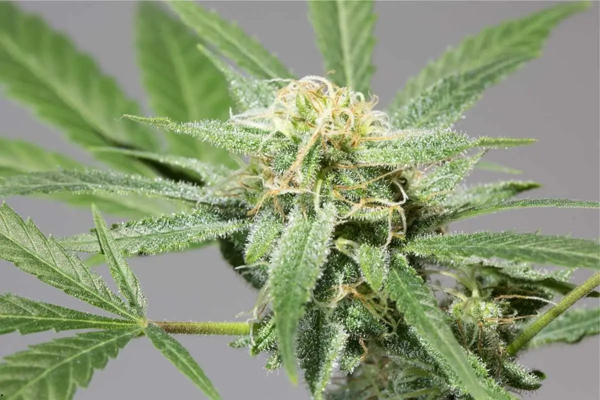 Delahaze – una variedad con rico perfil de terpenos