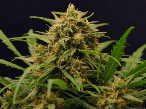 Gorilla Glue – гибрид, известный чрезвычайно смолистыми шишками
