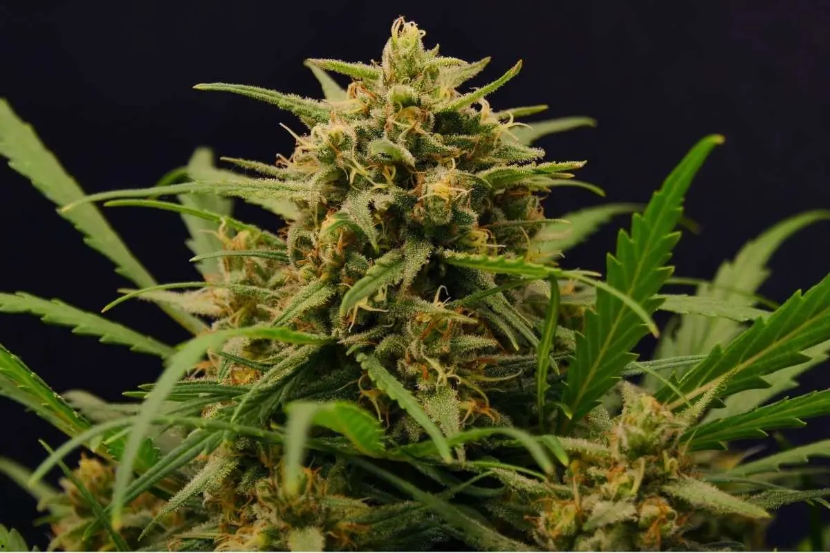 Gorilla Glue – híbrida conocida por cogollos muy resinosos