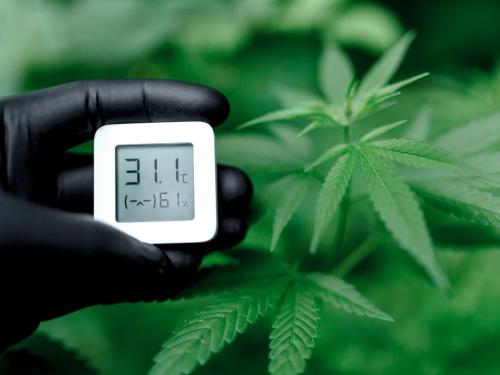 VPD in Cannabis Growing: How It Really Works, How to Measure It, and How to Use It in Practice