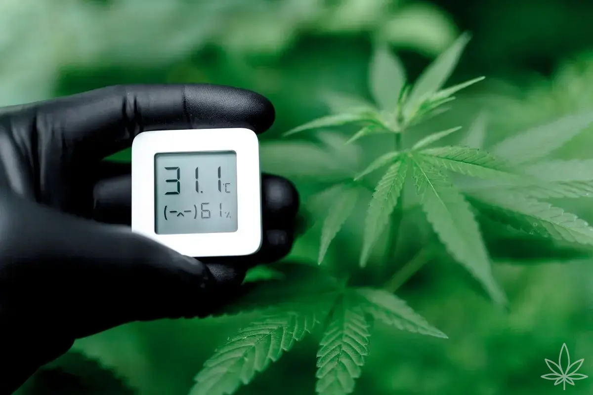 Le VPD dans la culture du cannabis : comment il fonctionne réellement, comment le mesurer et comment l’utiliser en pratique