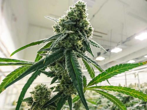 White Widow – одна из самых узнаваемых разновидностей