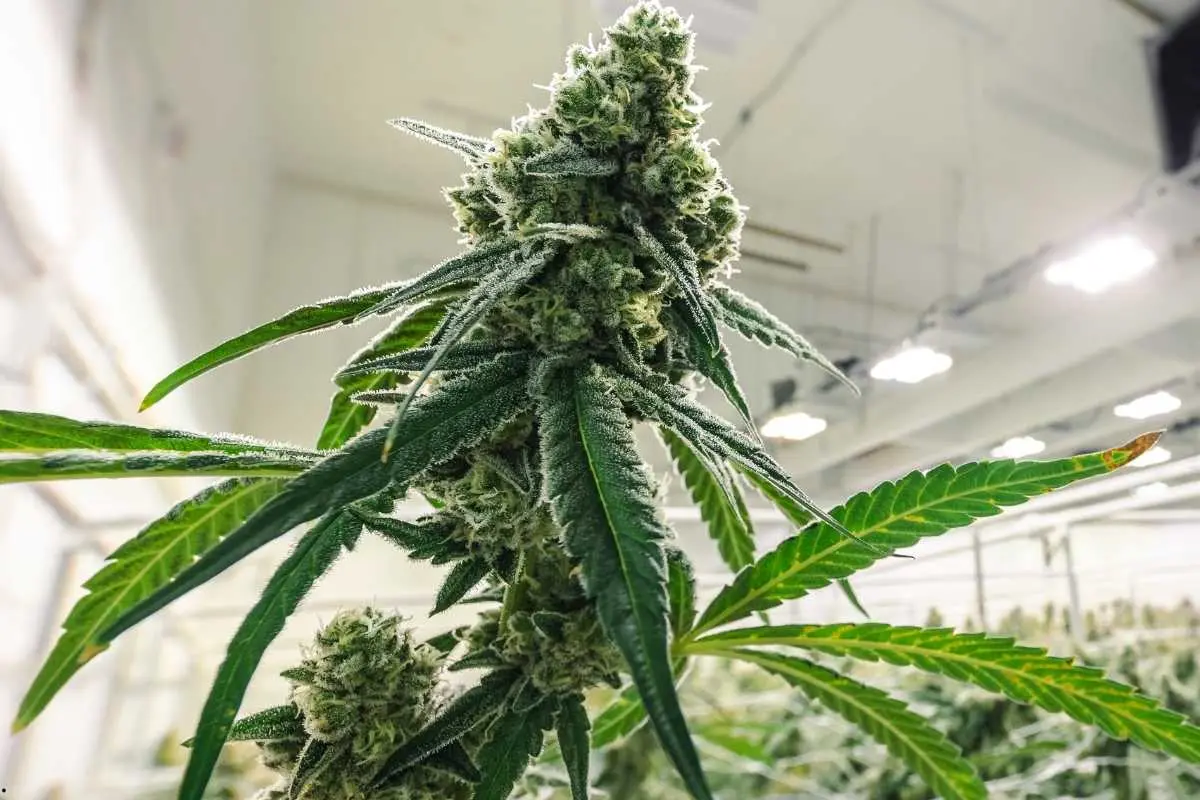 White Widow – una de las variedades más reconocibles