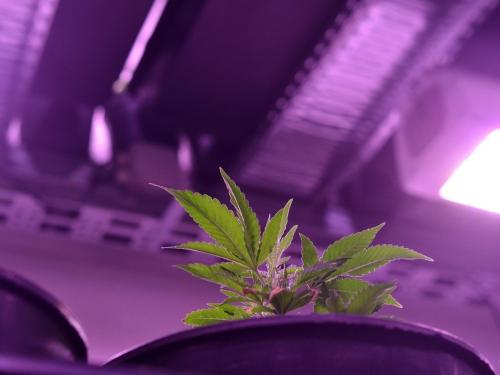 DLI для каннабиса: почему одного PPFD недостаточно (и как не “сжечь” растения LED-ами при 20/4 и 18/6)