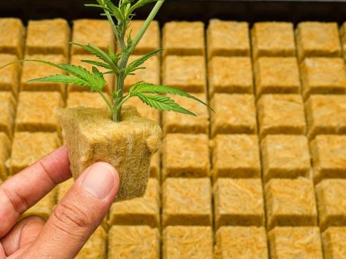 La laine de roche dans la culture du cannabis – le cube minéral aux deux visages