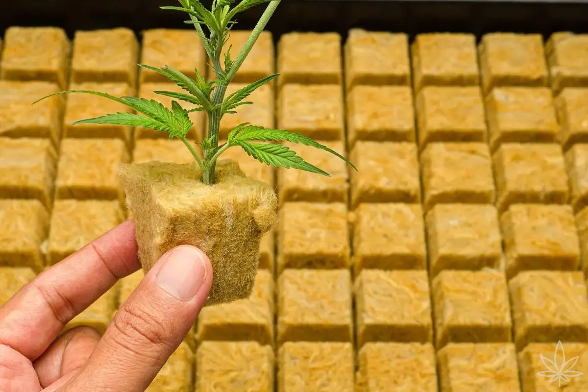 La laine de roche dans la culture du cannabis – le cube minéral aux deux visages