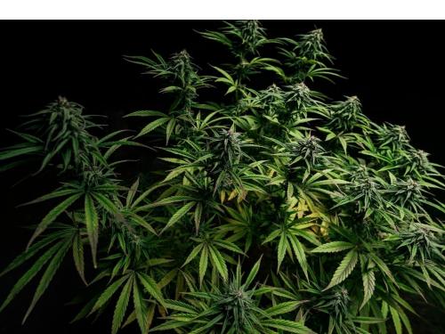 Boosters de floraison – Font-ils vraiment la différence dans la culture du cannabis ?