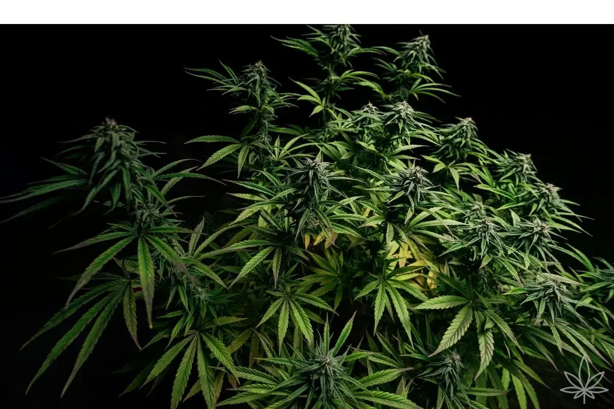 Boosters de floraison – Font-ils vraiment la différence dans la culture du cannabis ?