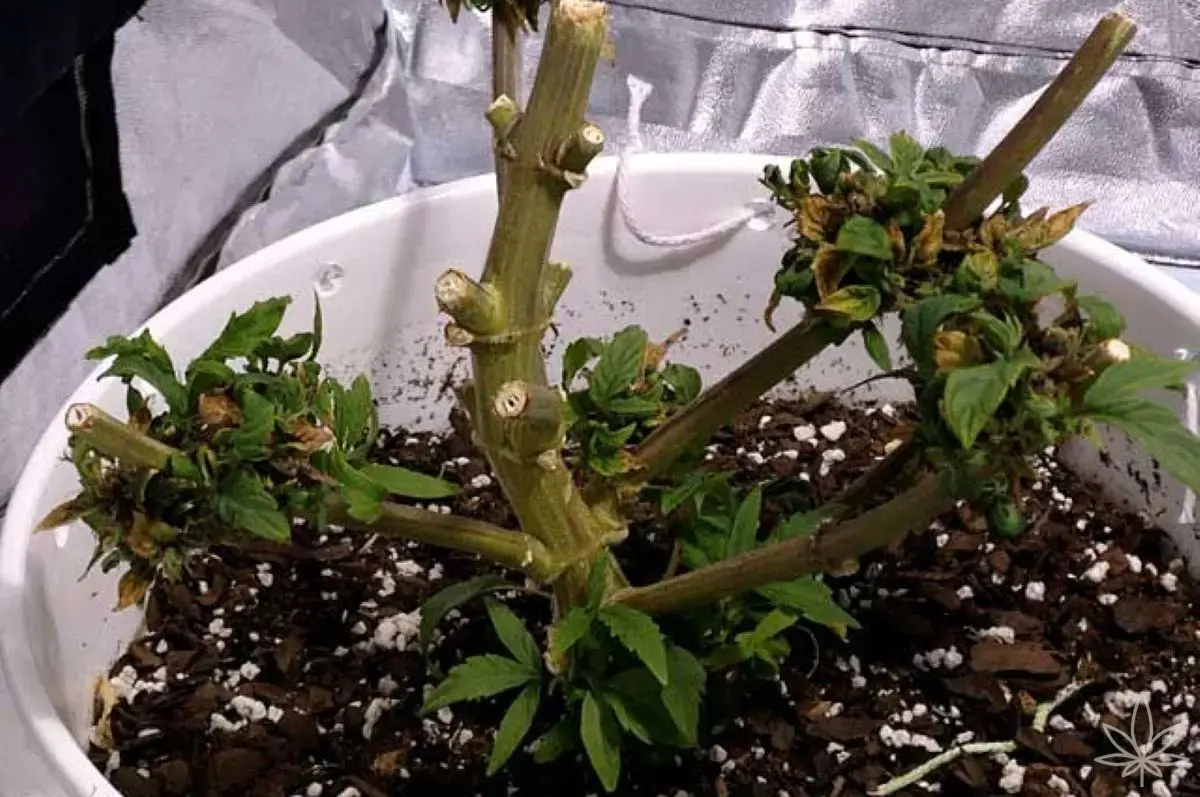 Cannabis multi-saisonnier – mythe de la « plante éternelle » ou vraie technique de culture ?