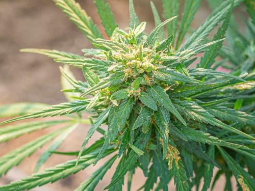 Mimosa x Orange Punch – Sorte mit zitrusbetontem Aromaprofil